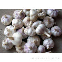 Pack regular garlic of high quality
